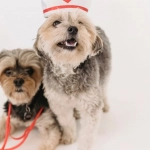 Sweet Bonanza 1000 игровой автомат с фруктами