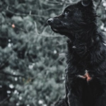 Программы лояльности казино с бонусами без депозита для новых игроков