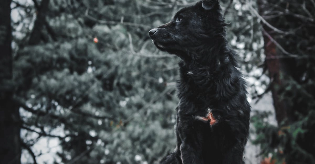 Программы лояльности казино с бонусами без депозита для новых игроков