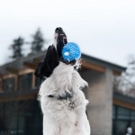 Игровой автомат The Dog House с яркими символами собак