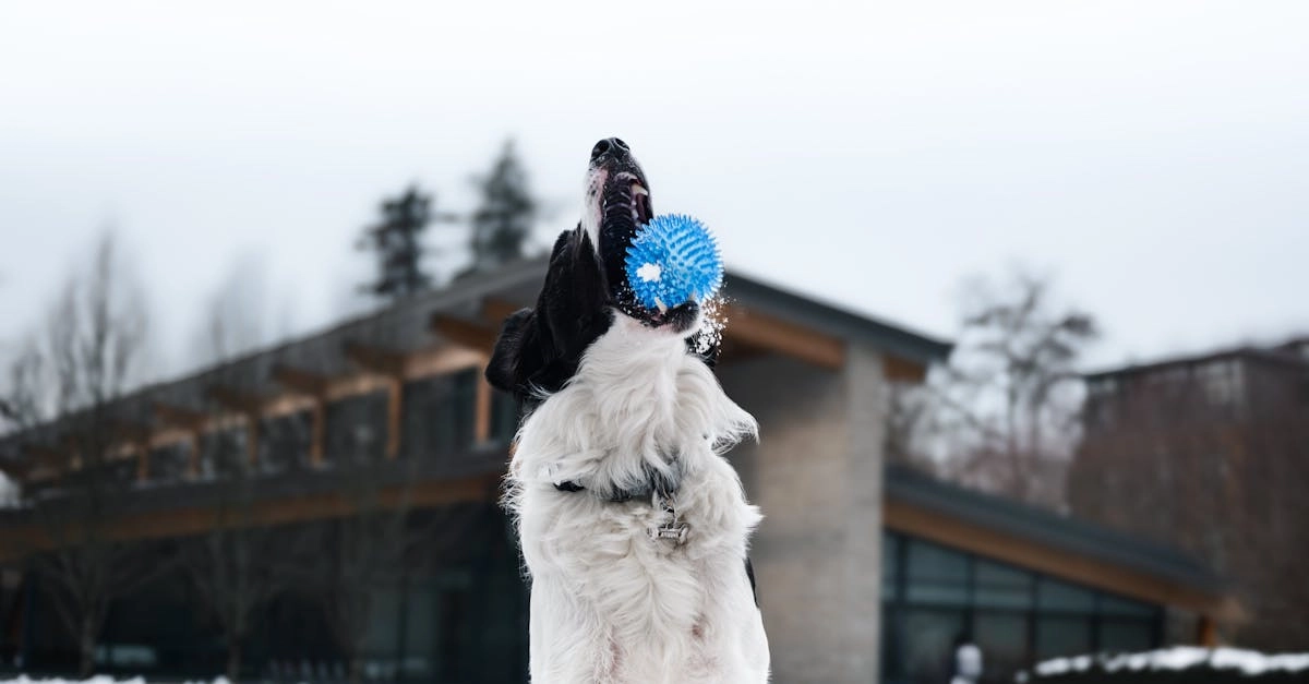 Игровой автомат The Dog House с яркими символами собак